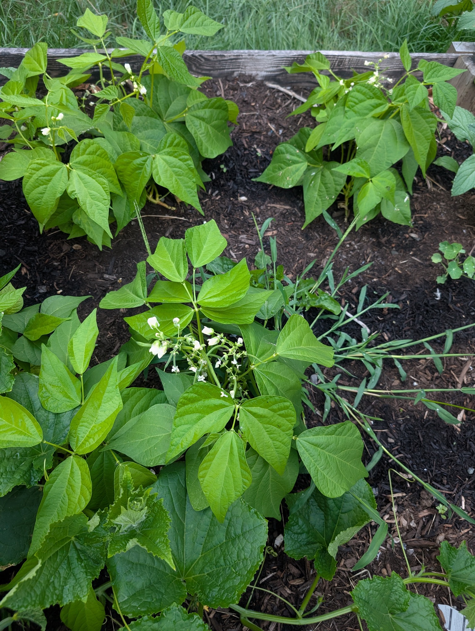 Bush beans