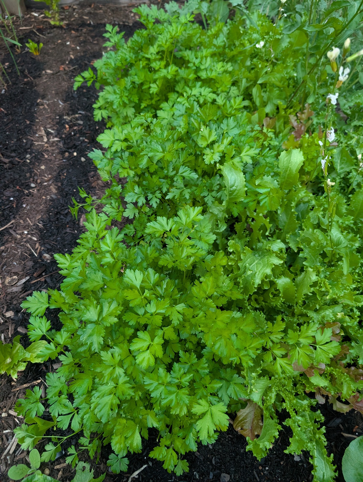Carrot, parsley, and lettuces