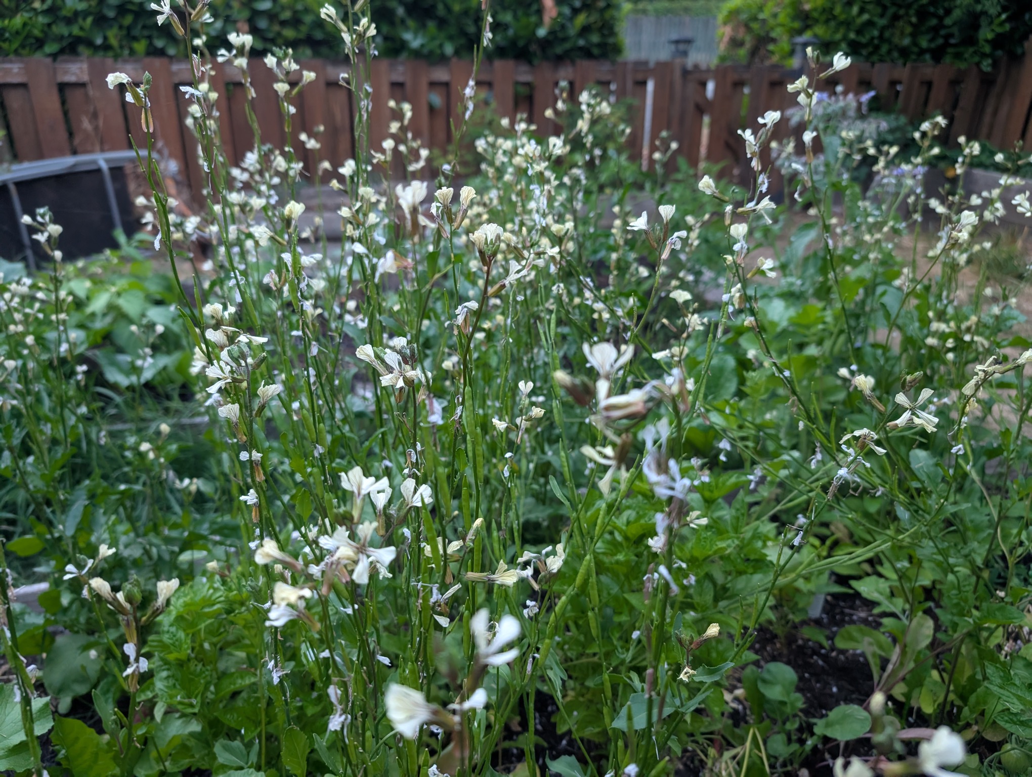 Mustard flowers