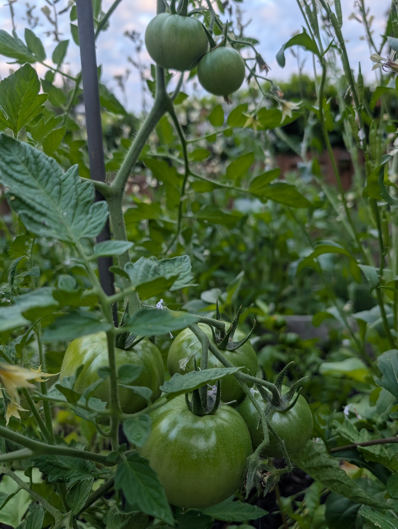 Tomatoes